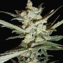 Supersonic Cristal Storm Automatic (Samsara Seeds) femminizzata