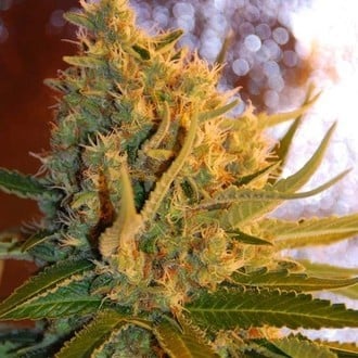 Shot Adrenaline Automatic (Samsara Seeds) femminizzata