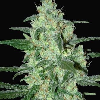 Thunder Bloody Mary Automatic (Samsara Seeds) femminizzata