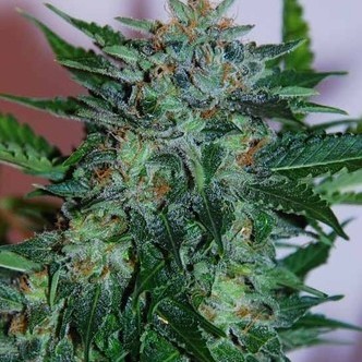 Flash Babylon (Samsara Seeds) femminizzata