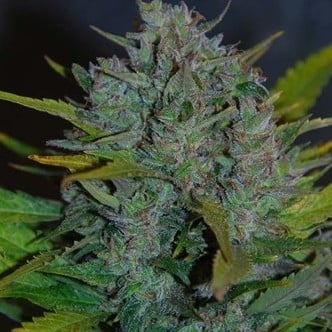 Ultraviolet Automatic (Samsara Seeds) femminizzata