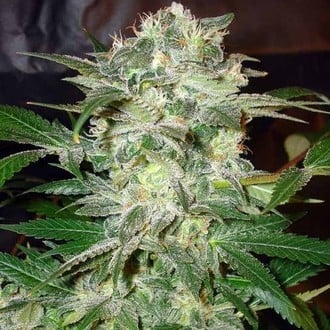 Mazar Kush (World Of Seeds) femminizzata