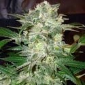 Mazar Kush (World Of Seeds) femminizzata