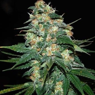 Skunk 47 (World Of Seeds) femminizzata