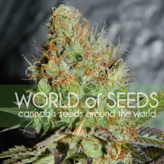 Afghan Kush Special (World Of Seeds) femminizzata