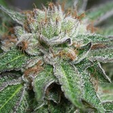 Bubba Kush (Humboldt Seeds) femminizzata
