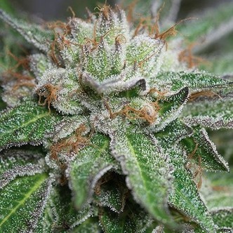 Bubba Kush (Humboldt Seeds) femminizzata