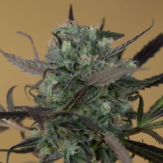 ChemDawg (Humboldt Seed Organization) femminizzata