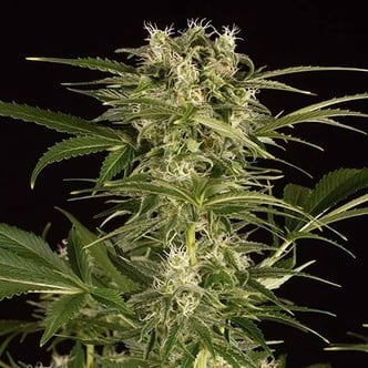 Lemon Juice Express Auto (Humboldt Seeds) femminizzata