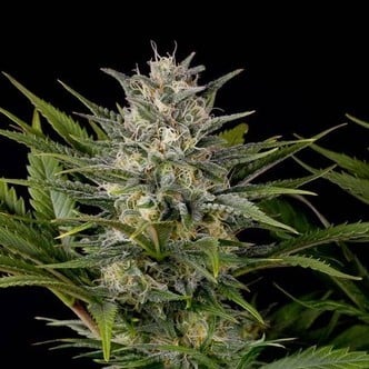 Pineapple Skunk (Humboldt Seeds) femminizzata