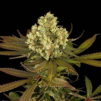 Sour Blueberry (Humboldt Seeds) femminizzata