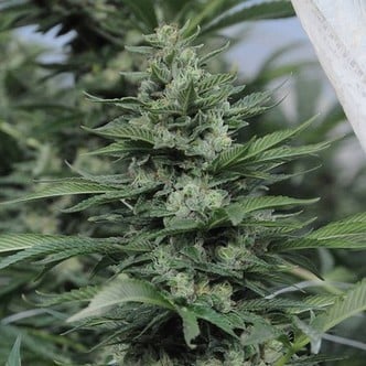 Sour Diesel 2 (Humboldt Seeds) femminizzata