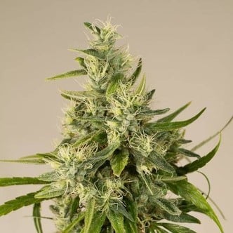 Trainwreck (Humboldt Seeds) femminizzata