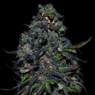 Taison Auto (VIP Seeds) femminizzata