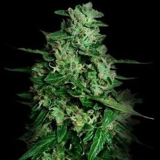 Northern Delights Auto (VIP Seeds) femminizzata