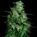 Northern Delights Auto (VIP Seeds) femminizzata