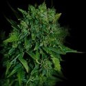 VIP Auto (VIP Seeds) femminizzata