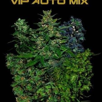 VIP Auto Mix (VIP Seeds) femminizzata