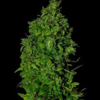 VIP Dwarf Auto (VIP Seeds) femminizzata