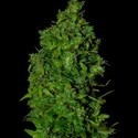 VIP Dwarf Auto (VIP Seeds) femminizzata