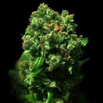 Cheese (VIP Seeds) femminizzata