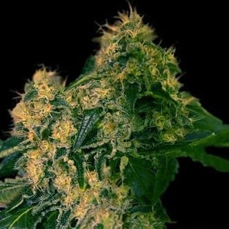 Torpedo (VIP Seeds) femminizzata