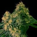 Torpedo (VIP Seeds) femminizzata