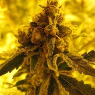 Channel + (Medical Seeds) femminizzato