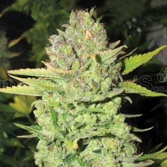 Devil Fruit (Medical Seeds) femminizzato