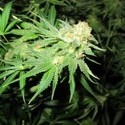 Devil Fruit (Medical Seeds) femminizzato