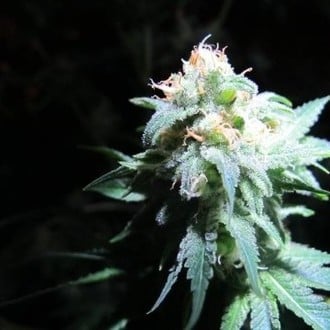Devil Fruit (Medical Seeds) femminizzato