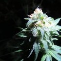 Devil Fruit (Medical Seeds) femminizzato