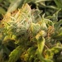 Devil Fruit (Medical Seeds) femminizzato