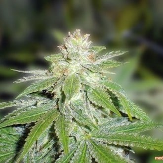 Devil Fruit (Medical Seeds) femminizzato