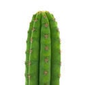 Torcia Peruviana (Echinopsis peruviana)