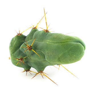 Torcia Boliviana ''Monstrose' (Pianta Pene)