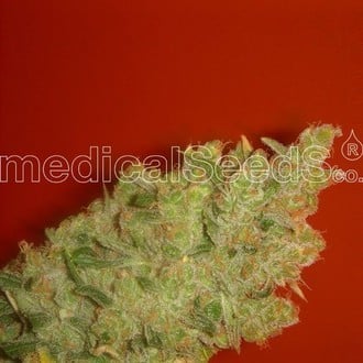 Jack La Mota (Medical Seeds) femminizzato