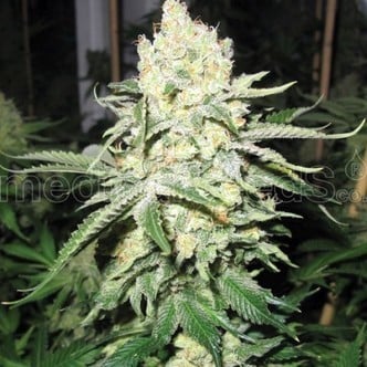 No Name (Medical Seeds) femminizzato