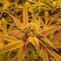 No Name (Medical Seeds) femminizzato