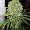 Prozack (Medical Seeds) femminizzato