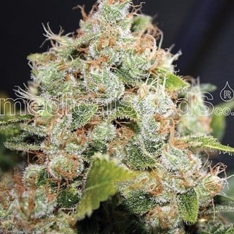 BCN Sour Diesel (Medical Seeds) femminizzato