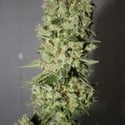 BCN Sour Diesel (Medical Seeds) femminizzato