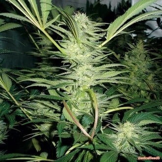 White Widow (Medical Seeds) femminizzato