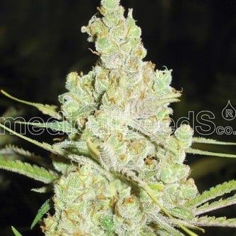 1024 (Medical Seeds) femminizzato