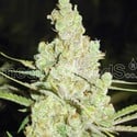 1024 (Medical Seeds) femminizzato