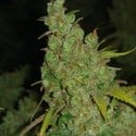 1024 (Medical Seeds) femminizzato