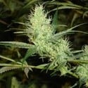 1024 (Medical Seeds) femminizzato