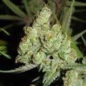 1024 (Medical Seeds) femminizzato