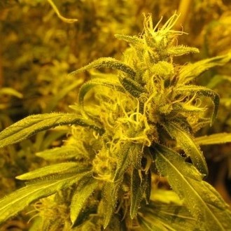 2046 (Medical Seeds) femminizzato