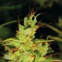 2046 (Medical Seeds) femminizzato